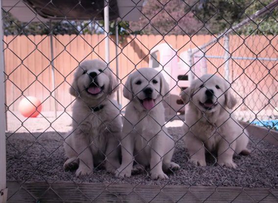 dogs tv series